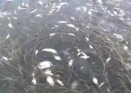 Мор рыбы зафиксирован близ Турова, Гомельской области.