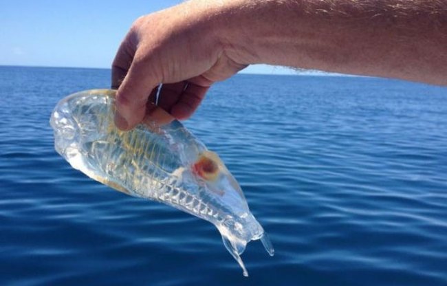 Прозрачная рыба - Salpa maxima. Необычный морской обитатель